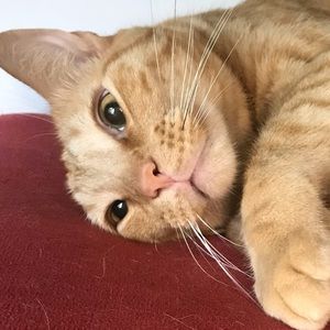 Meet your Posher, Leo